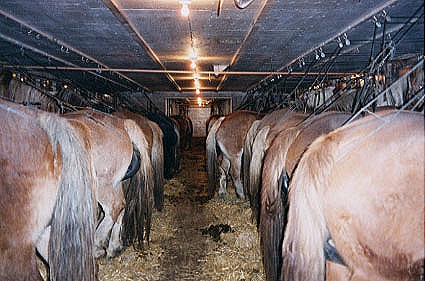 PMU Mares During 6 Month Collection Process
