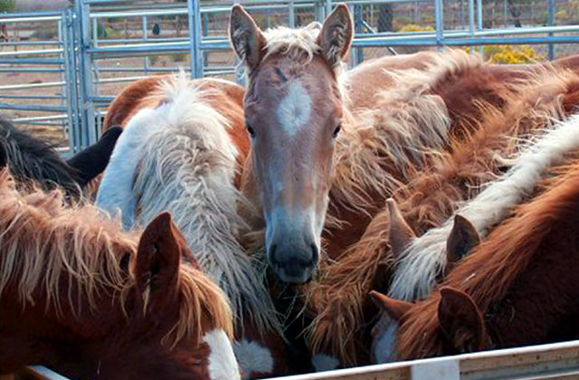 PMU By-Product Foals at Slaughter Feedlot